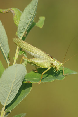 Tettigonia viridissima Grünes Heupferd