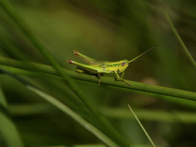 Euthystira brachyptera Kleine Goldschrecke
