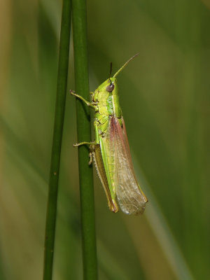 Euthystira brachyptera Kleine Goldschrecke