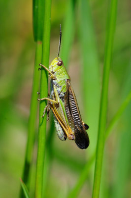 Stauroderus scalaris Gebirgsgrashuepfer