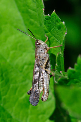 Stauroderus scalaris Gebirgsgrashuepfer