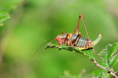  Barbitistes obtusus  Sdalpen-Sbelschrecke