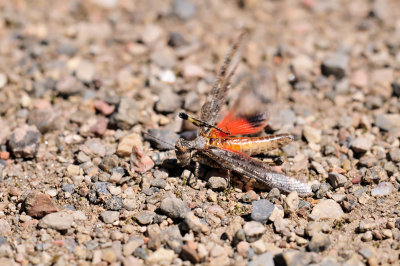 Acrotylus patruelis  Schlanke Oedlandschrecke