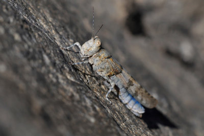 Sphingonotus caerulans Blauflüglige Sandschrecke