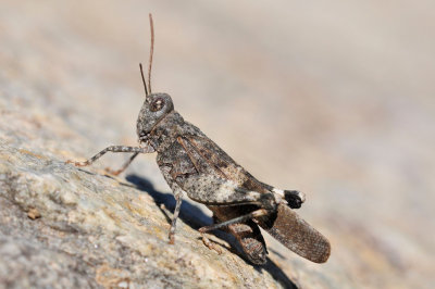 Sphingonotus caerulans Blauflüglige Sandschrecke