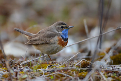 Luscinia svecica  Bluethroat  Blaukehlchen