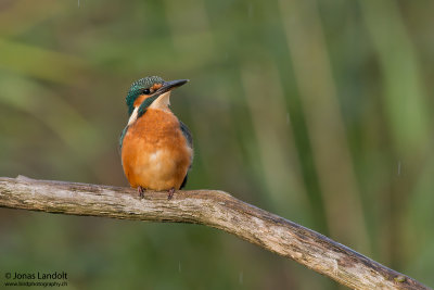 Alcedo atthis  Kingfisher  Eisvogel