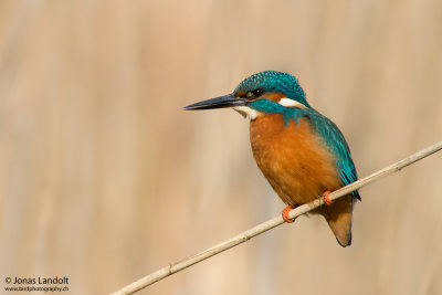 Alcedo atthis  Kingfisher  Eisvogel