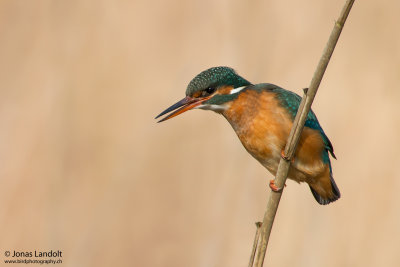 Alcedo atthis  Kingfisher  Eisvogel