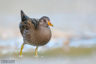 Porzana Porzana  Spotted Crake  Tüpfelsumpfhuhn