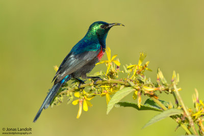 Red-chested Sunbird  Cinnyris erythocerca