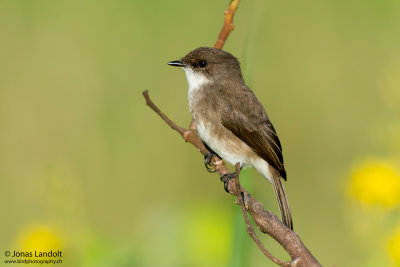 Swamp Flycatcher  Muscicapa aquatica
