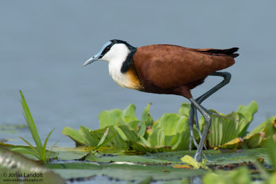 African Jacana  Actophilornis africanus