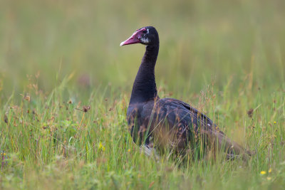 Spur-winged Goose  Plectropterus gambensis