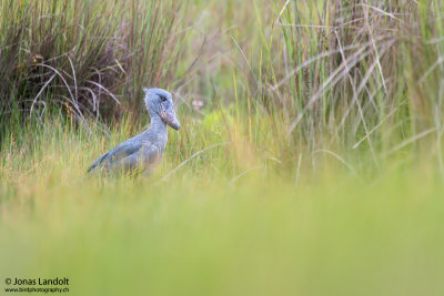 Shoebill  Balaeniceps rex