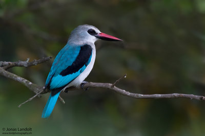 Woodland Kingfisher  Halcyon senegalensis
