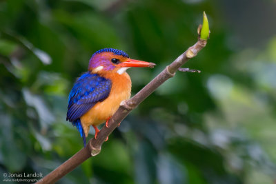CORACIIFORMES - Rollers, Kingfishers, Bee-eters - Racken, Eisvögel, Bienenfresser