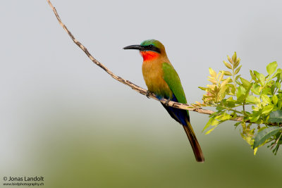 Red-throated Bee-eater  Merops bulocki
