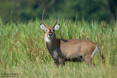 Defassa Waterbuck  Kobus ellipsiprymnus defassa