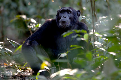 Chimp  Pan troglodytes