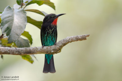 Black Bee-eater  Merops gularis