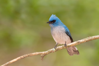 African Blue Flycatcher  Elminia longicauda