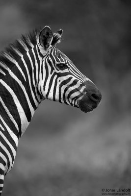 Zebra  Equus quagga