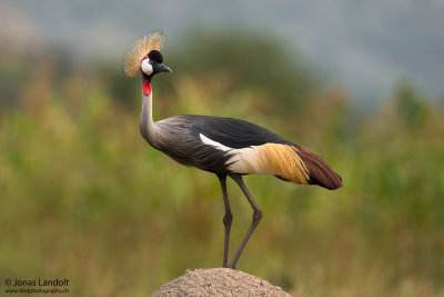 Grey-crowned Crane  Balearica regulorum