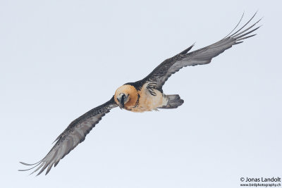 Gypaetus barbatus  Bearded Vulture  Bartgeier