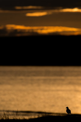 g9/16/887616/3/161162322.KMOwkARL.jpg
