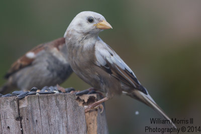 Leucistic Sparrow-4801.jpg