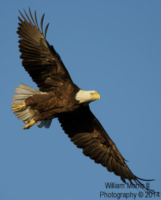 Nor eagle-1155.jpg