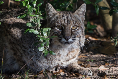 Bobcat-7881.jpg