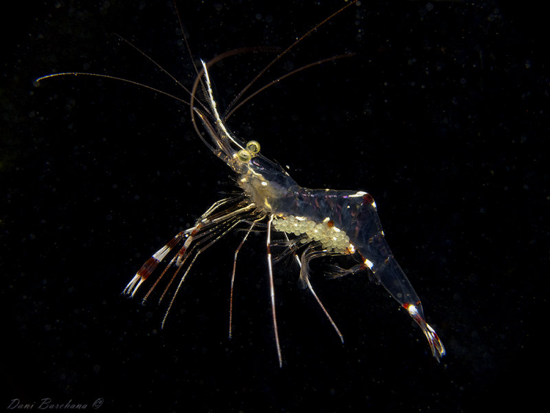 Partner Shrimp with eggs