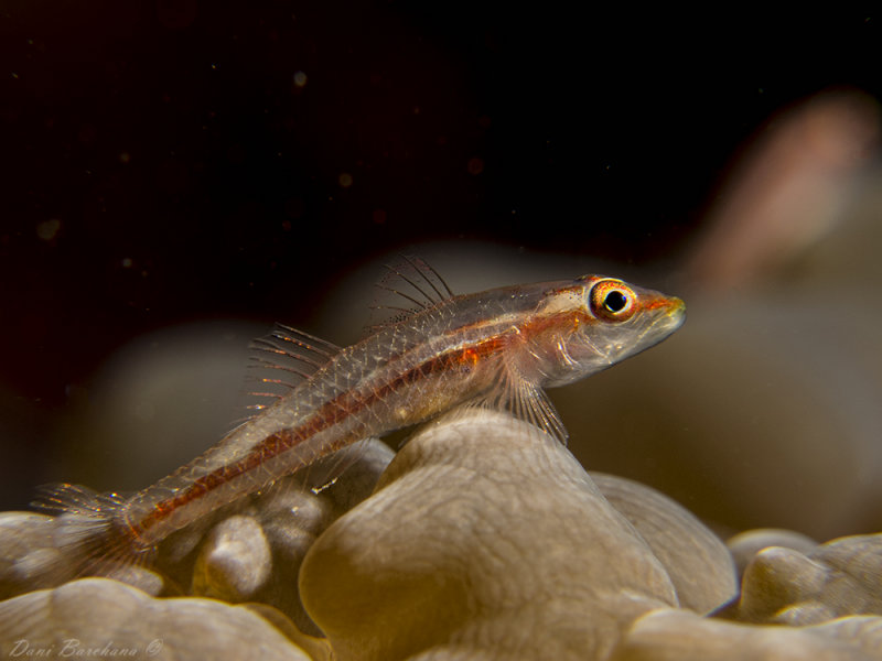  Toothy (Host) Goby  - Pleurosicya mossambica