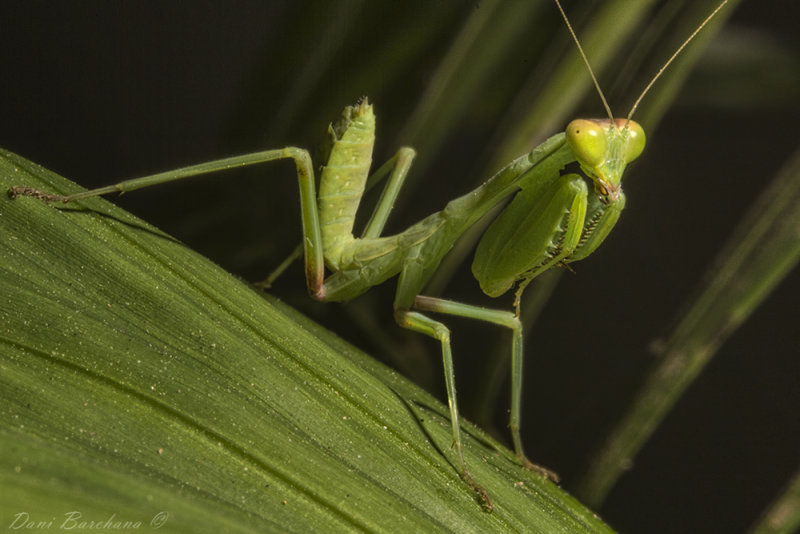 praying mantis nymph