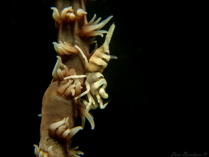 Whip Coral Shrimp - Pontonides unciger