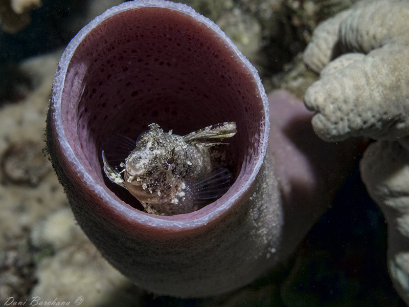 Floral blenny, Red Sea