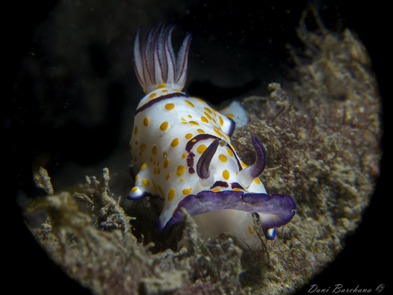 Goniobranchus annulatus