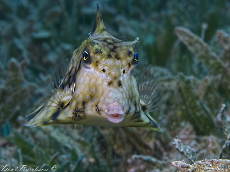 Thornback Trunkfish (Tetrasomus gibbosus)