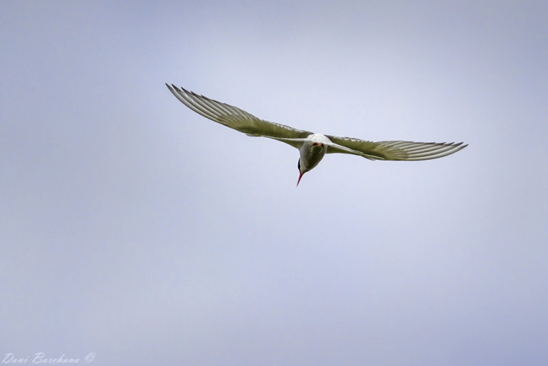 Arctic Tern
