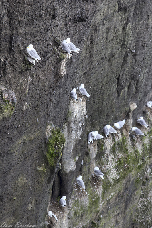 black-legged kittiwake (Rissa tridactyla)