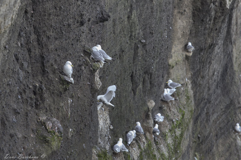 black-legged kittiwake (Rissa tridactyla)