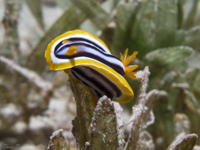 Chromodoris hamiltoni