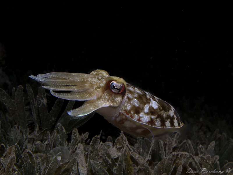 CUTTLEFISH