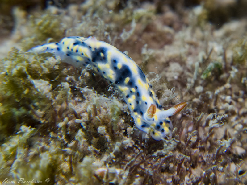 Hypselodoris infucata