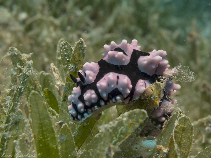 Phyllidiella pustulosa