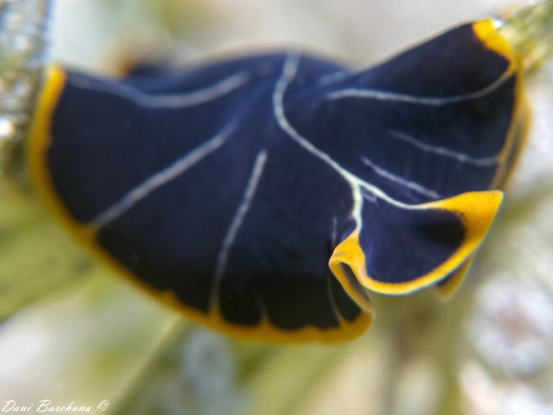 Divided Flatworm or Tiger Flatworm - Pseudoceros dimidiatus