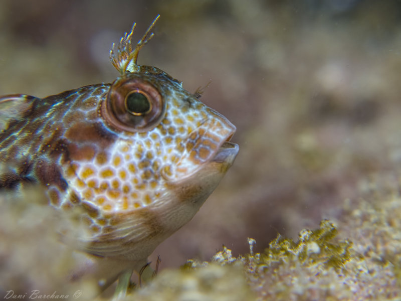 Blenny - Parablennius incognitus