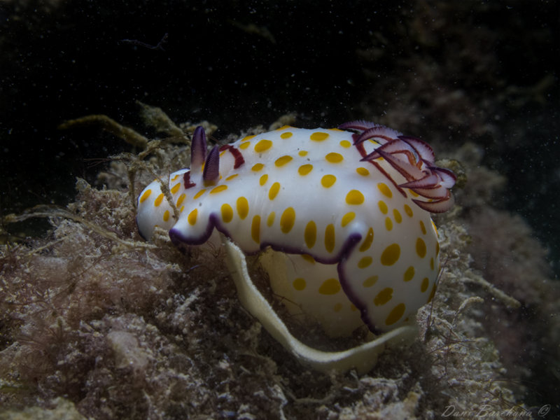 Goniobranchus annulatus -Laying eggs